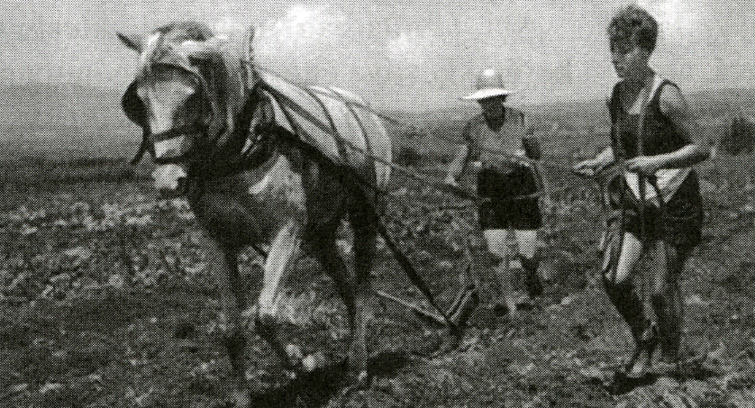 Alijá