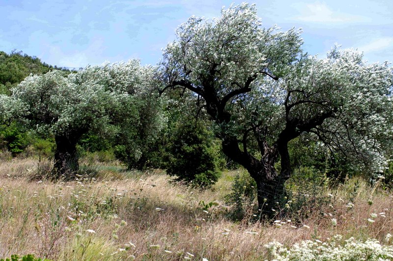Misna magyarul – Sviit 1