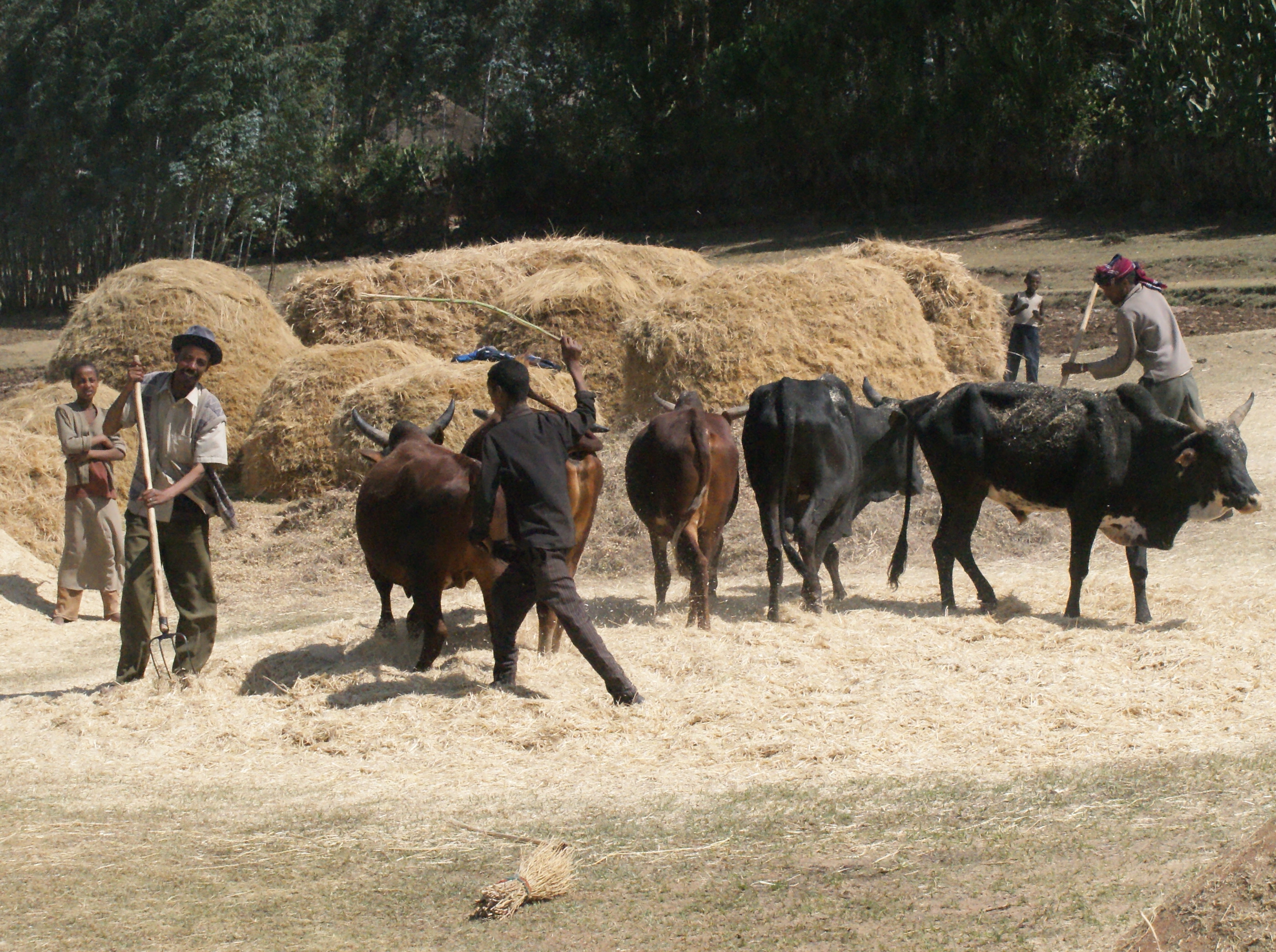 Misna magyarul – Trumot 9.